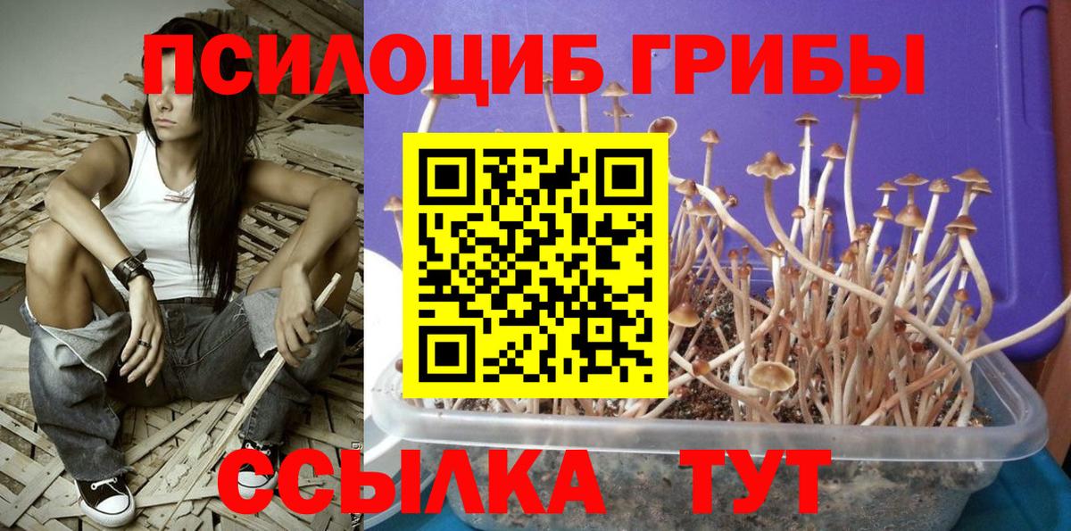Галлюциногенные грибы Psilocybine cubensis  Вход с VPN  Псков 